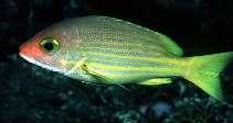 To FishBase images (<i>Lutjanus rufolineatus</i>, Indonesia, by Randall, J.E.)
