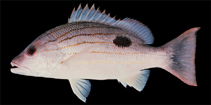 To FishBase images (<i>Lutjanus indicus</i>, Sri Lanka, by Randall, J.E.)