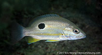 To FishBase images (<i>Lutjanus russellii</i>, Hong Kong, by Eric Keung@114°E Hong Kong Reef Fish Survey)