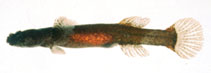 To FishBase images (<i>Luciogobius saikaiensis</i>, Japan, by Suzuki, T.)