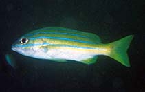 To FishBase images (<i>Lutjanus sapphirolineatus</i>, Oman, by Field, R.)