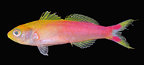 To FishBase images (<i>Luzonichthys seaver</i>, Micronesia, by Greene, B.D.)
