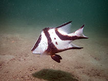 To FishBase images (<i>Lutjanus sebae</i>, Hong Kong, by Nicole Kit@114°E Hong Kong Reef Fish Survey)