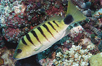 To FishBase images (<i>Lutjanus semicinctus</i>, Fiji, by Allen, G.R.)
