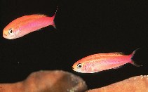 To FishBase images (<i>Luzonichthys taeniatus</i>, Indonesia, by Randall, J.E.)