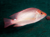To FishBase images (<i>Lutjanus timoriensis</i>, Indonesia, by Ryanskiy, A.)