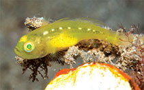 To FishBase images (<i>Lubricogobius tunicatus</i>, Papua New Guinea, by Allen, G.R. & M.V. Erdmann)