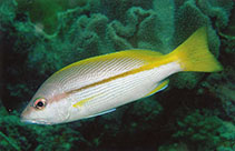 To FishBase images (<i>Lutjanus vitta</i>, Micronesia, by Allen, G.R.)