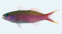 To FishBase images (<i>Luzonichthys waitei</i>, Palau, by Winterbottom, R.)