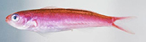 To FishBase images (<i>Luzonichthys williamsi</i>, New Caledonia, by Williams, J.T.)