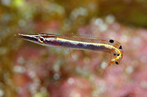To FishBase images (<i>Lucayablennius zingaro</i>, Bahamas, by Krajewski, J.P.)