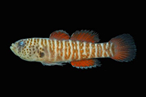 To FishBase images (<i>Lythrypnus brasiliensis</i>, Brazil, by Macieira, R.M.)