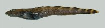 Image of Lycodes eudipleurostictus (Doubleline eelpout)