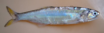 Image of Lycengraulis grossidens (Atlantic sabretooth anchovy)