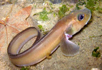 Image of Lycodes pacificus (Blackbelly eelpout)