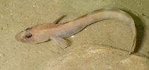 To FishBase images (<i>Lycodes pallidus</i>, by Svensen, R.)