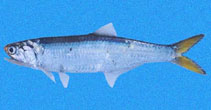 Image of Lycengraulis poeyi (Pacific sabretooth anchovy)
