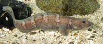 To FishBase images (<i>Lycodes reticulatus</i>, by Svensen, R.)