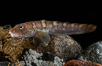 Image of Lycodes rossi (Threespot eelpout)