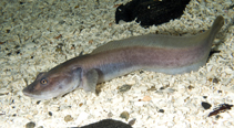 To FishBase images (<i>Lycodes seminudus</i>, by Svensen, R.)