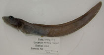 Image of Lycodes squamiventer (Scalebelly eelpout)