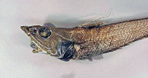 To FishBase images (<i>Mataeocephalus adustus</i>, Vanuatu, by MNHN)