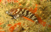 To FishBase images (<i>Malacoctenus africanus</i>, Senegal, by Wirtz, P.)