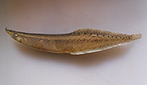 Image of Macrognathus albus (Spotless spiny eel)