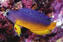 To FishBase images (<i>Manonichthys alleni</i>, Indonesia, by Allen, G.R.)