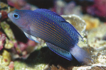 Image of Manonichthys alleni (Sabah dottyback)