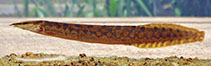 To FishBase images (<i>Mastacembelus armatus</i>, Sri Lanka, by Ramani Shirantha)
