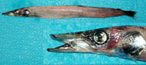 To FishBase images (<i>Magnisudis atlantica</i>, Canada, by Armesto, A.)