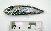 To FishBase images (<i>Maurolicus australis</i>, Australia, by Graham, K.)