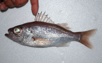 To FishBase images (<i>Malakichthys barbatus</i>, Chinese Taipei, by Ho, H.-C.)