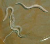Image of Mastacembelus brichardi (Blind spiny eel)