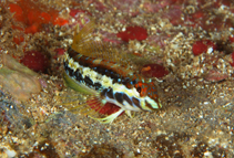 To FishBase images (<i>Malacoctenus brunoi</i>, Brazil, by Macieira, R.M.)