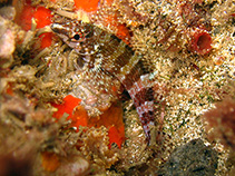 To FishBase images (<i>Malacoctenus carrowi</i>, Cape Verde, by Wirtz, P.)
