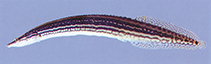 Image of Macrognathus caudiocellatus 