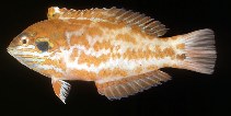 To FishBase images (<i>Macropharyngodon choati</i>, Australia, by Randall, J.E.)