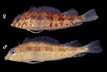 To FishBase images (<i>Malacoctenus costaricanus</i>, Costa Rica, by Robertson, R.)