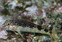 Image of Malacoctenus ebisui (Fishgod blenny)