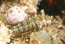 To FishBase images (<i>Malacoctenus erdmani</i>, Bahamas, by Johnson, L.)