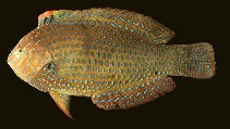 To FishBase images (<i>Macropharyngodon geoffroy</i>, Hawaii, by Randall, J.E.)