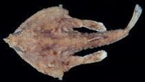 To FishBase images (<i>Malthopsis gigas</i>, Chinese Taipei, by Ho, H.-C.)