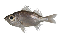 To FishBase images (<i>Malakichthys griseus</i>, by National Museum of Marine Biology and Aquarium, Taiwan)
