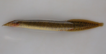 Image of Macrognathus guentheri (Malabar spinyeel)