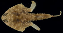 To FishBase images (<i>Malthopsis jordani</i>, Hawaii, by Ho, H.-C.)