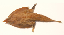 To FishBase images (<i>Malthopsis kobayashii</i>, Japan, by Ho, H.-C.)
