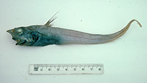 To FishBase images (<i>Mataeocephalus kotlyari</i>, Australia, by Graham, K.)