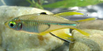 Image of Marosatherina ladigesi (Celebes rainbowfish)